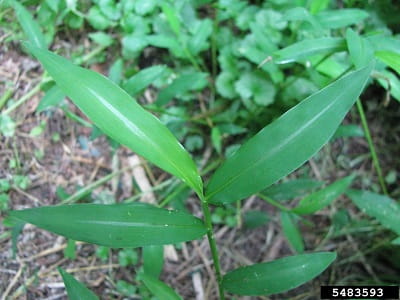 Japanese stiltgrass leaves