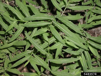 Japanese stiltgrass plant