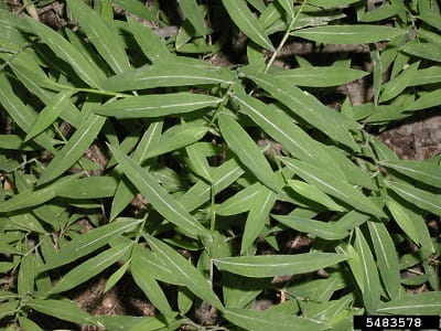 Japanese stiltgrass