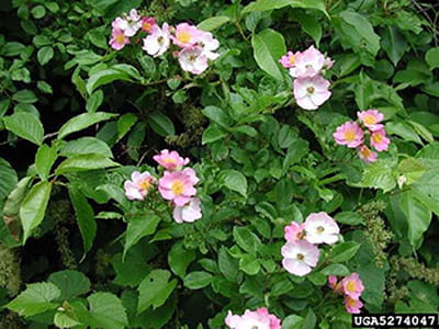 A multiflora rose shrub with green leaves and open, pink flowers.