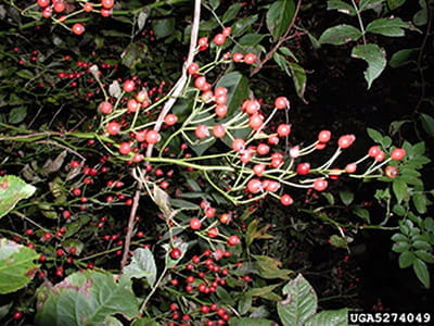 Bright red rose hips stand out against multiflora rose's green leaves.