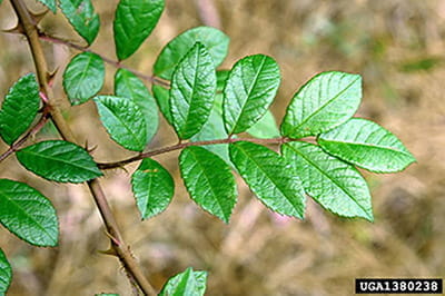 A multiflora rose leaf with nine, shiny green leaflets. Sharp, recurved thorns are visible on the stem.