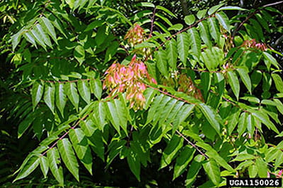 Tree of Heaven