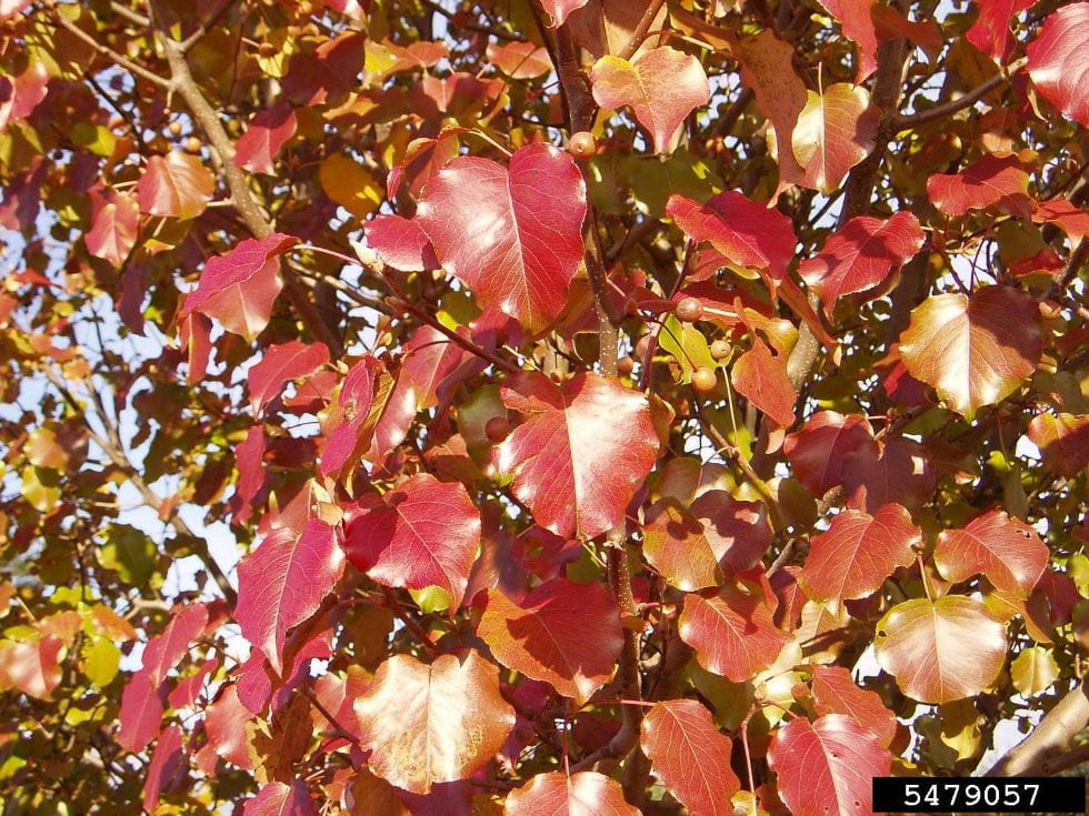 Callery pear fall foliage appears red to dark red. Leaves are heart-shaped.