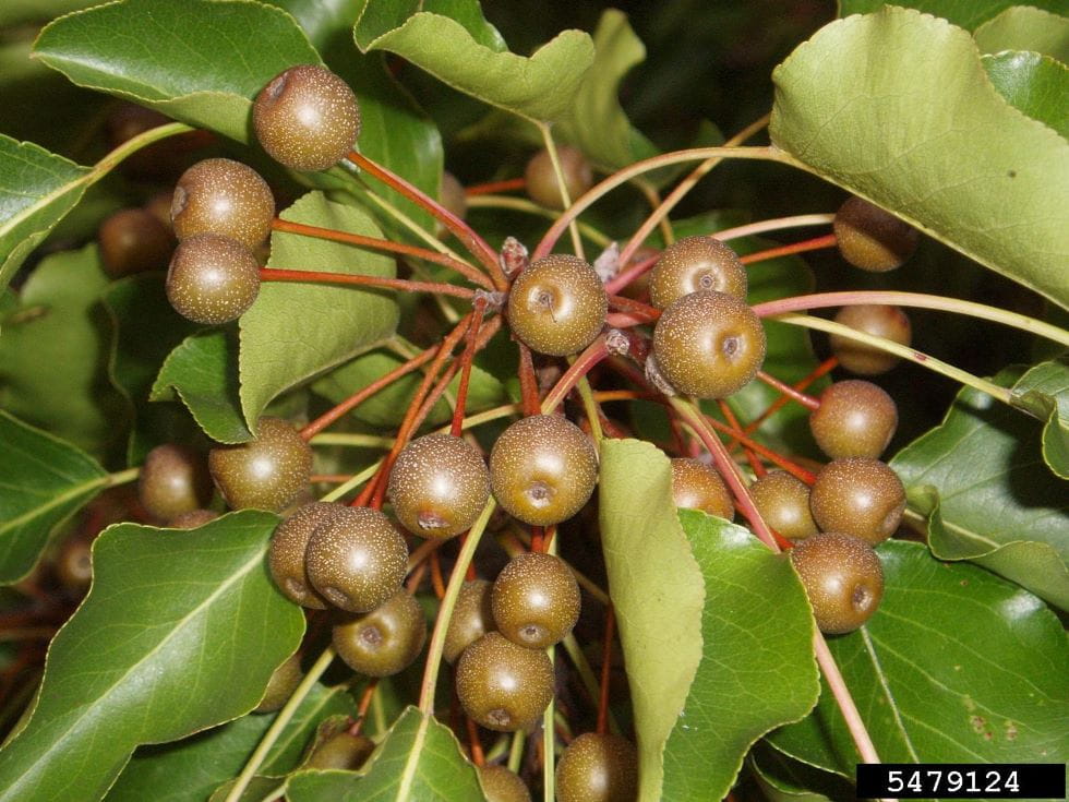 A cluster of callery pear fruit on a branch. Fruit is about 1/2 inch in diameter, round and brown to green.
