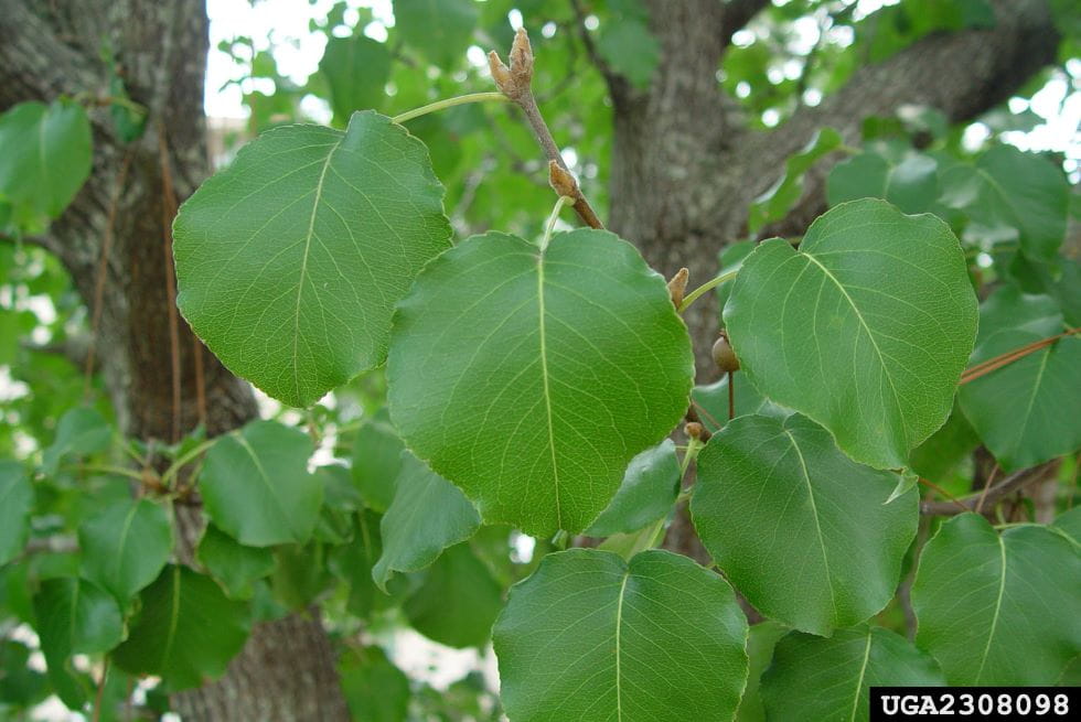 Callery pear leaves on a branch. Leaves are green and heart-shaped.