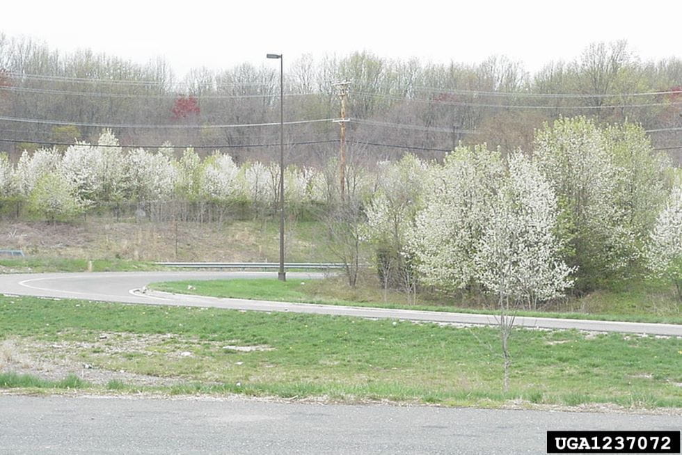 At a rural crossroad, dozens of callery pear trees in spring flower are seen along the roadsides.