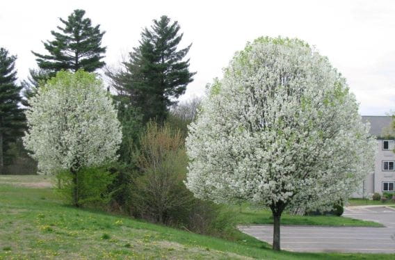 Two flowering callery pear trees in a residential area.