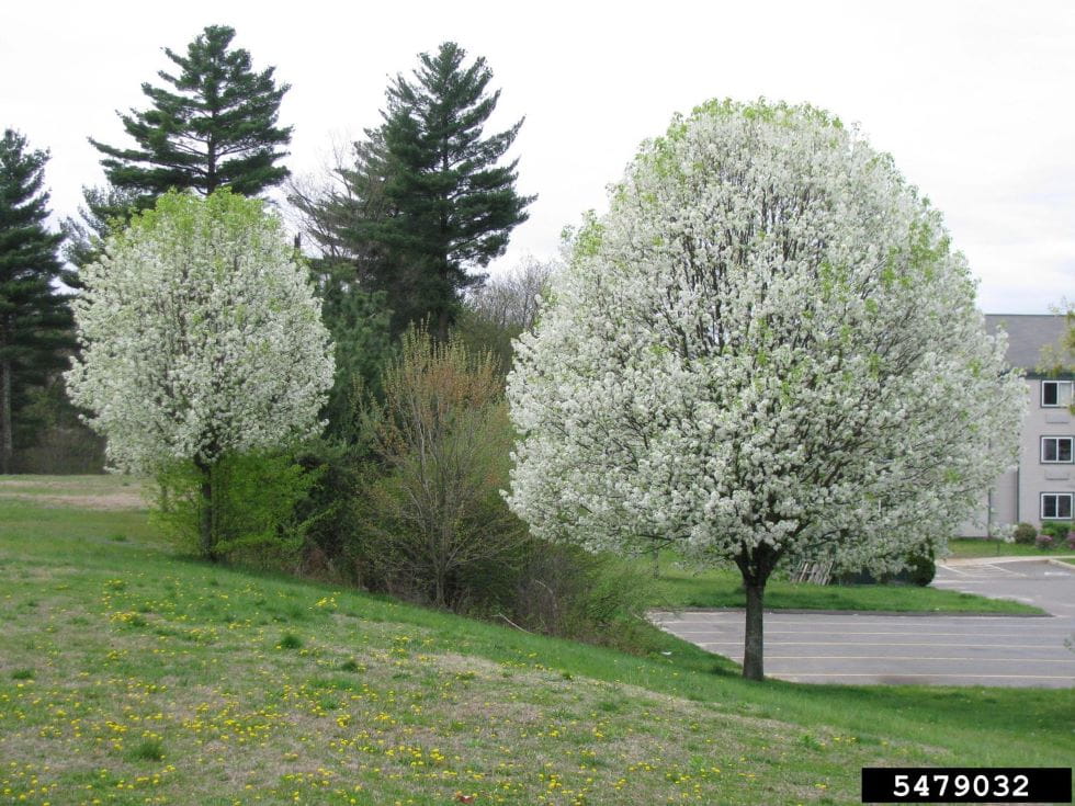 Two callery pear trees in spring flower in a residential area.