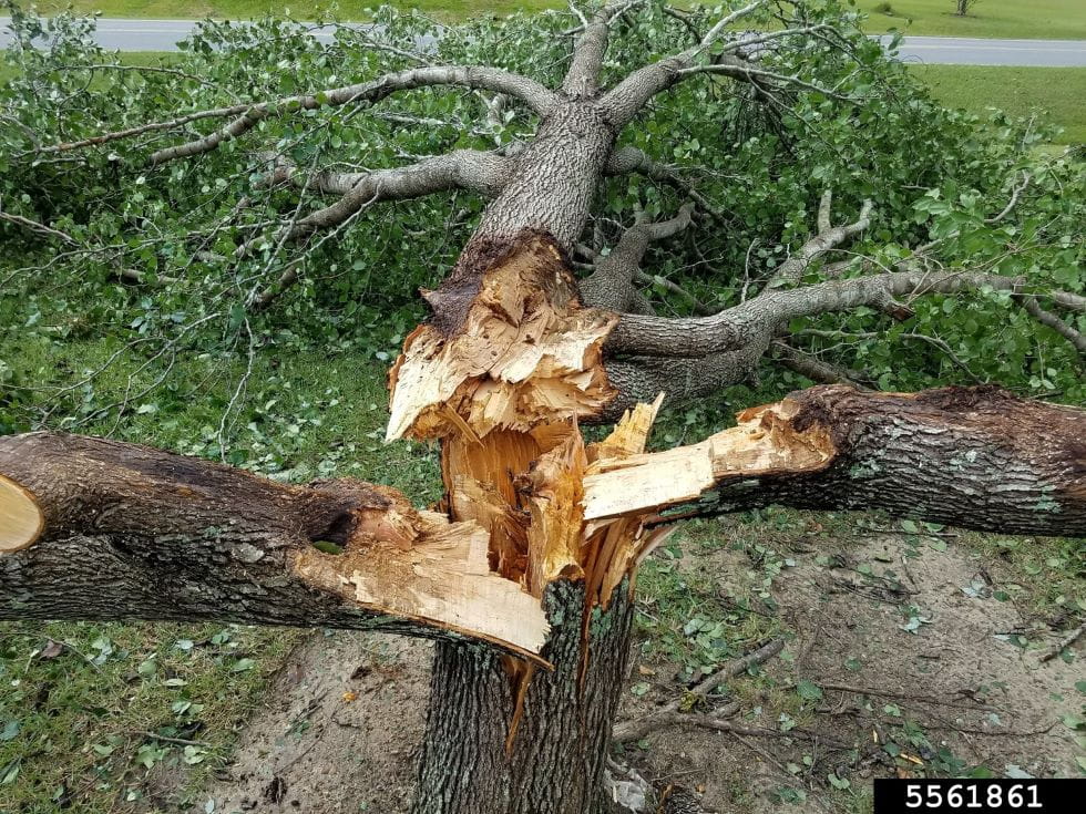 A callery pear tree with its three primary branches broken at the main trunk.