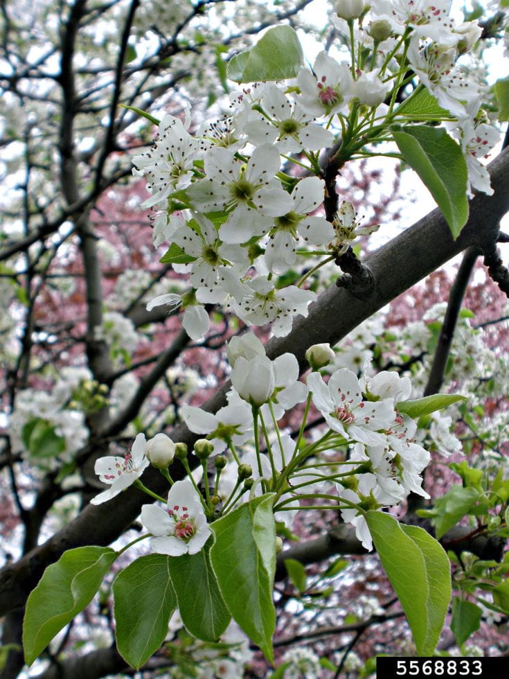 Clusters of white, five-petaled flowers on a callery pear branch.