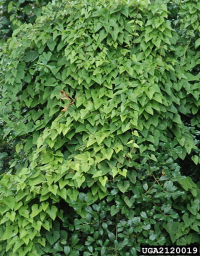 chinese yam