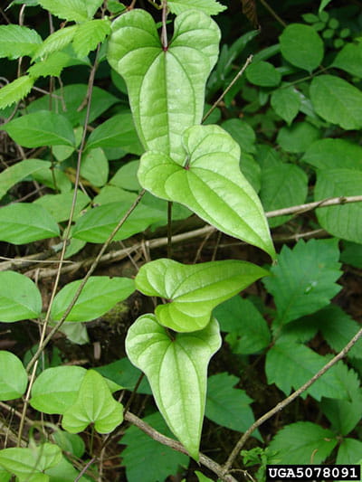 Indian yam, plant