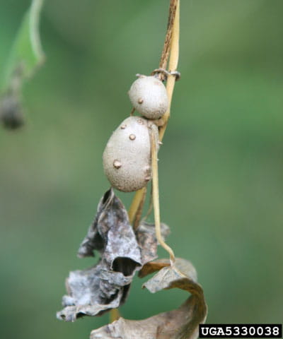 chinese yam