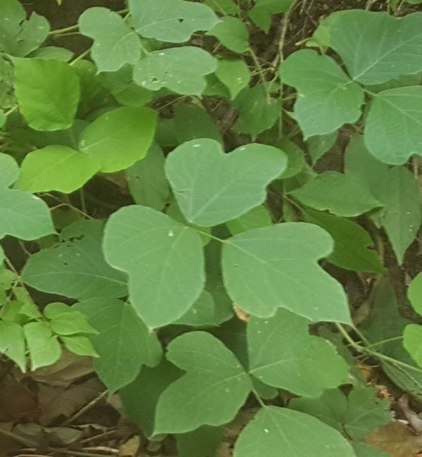 Kudzu leaves are compound with three leaflets.
