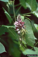 kudzu