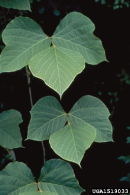 Kudzu