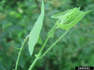 Mile-a-minute weed stems and leaves showing recurved barbs.