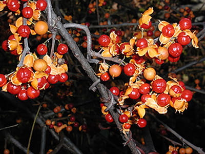 Yellowish membranes reveal the red oriental bittersweet fruit.