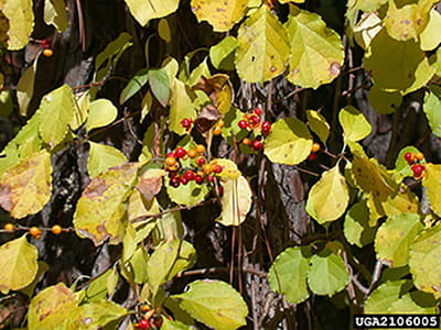 Yellow green leaves and vines of oriental bittersweet on a tree trunk.