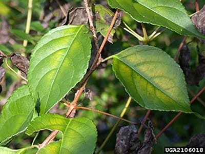 A close-up of oriental bittersweet vine showing three, slightly serrated leaves.
