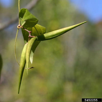Three long, slender green seed pods resembling those of the milkweed plant.