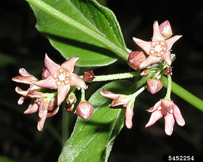 Clusters of small, pale swallow-wort flowers are pink and shaped like stars.