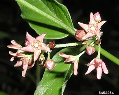 Clusters of small, pale swallow-wort flowers are pink and shaped like stars.