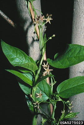 A green pale swallow-wort vine twines up a twig.