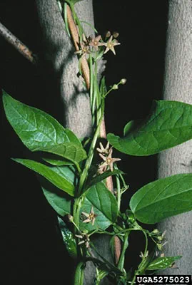 A green pale swallow-wort vine twines up a twig.