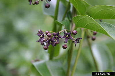 A cluster of dark-purple, star-shaped black swallow-wort flowers hangs on a vine.