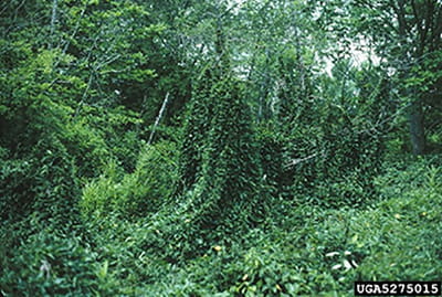Black swallow-wort vines cover trees in a forest.