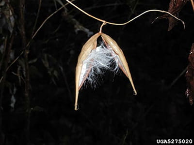 A dried seed pod is open, showing brown seeds with fluffy, white edges.