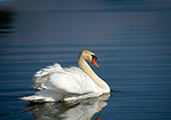 search Michigan invasive birds