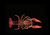search Michigan invasive crustaceans