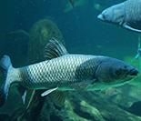 search Michigan invasive fish