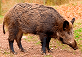 search Michigan invasive mammals