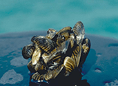 search Michigan invasive mollusks