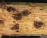 search Michigan invasive fungi and diseases
