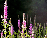 search michigan invasive plants