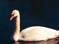 mute swan thumbnail