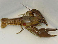 Rusty Crawfish