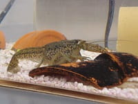 A marbled crayfish near a piece of pottery in a fish tank