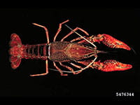 Red Swamp Crayfish