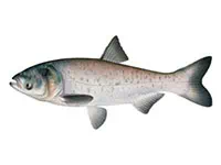 Bighead Carp