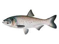 Bighead Carp