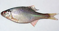 Bitterling