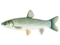 Grass carp illustration