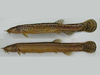 Japanese Weatherfish