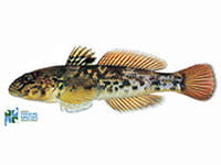 Round Goby